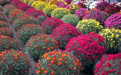 Boux’Fleurs : votre spécialiste des plantes vivaces dans les Vosges pour des jardins uniques