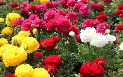 Boux’Fleurs : l’horticulteur dans les Vosges qui propose des plantes sans traitement phytosanitaire