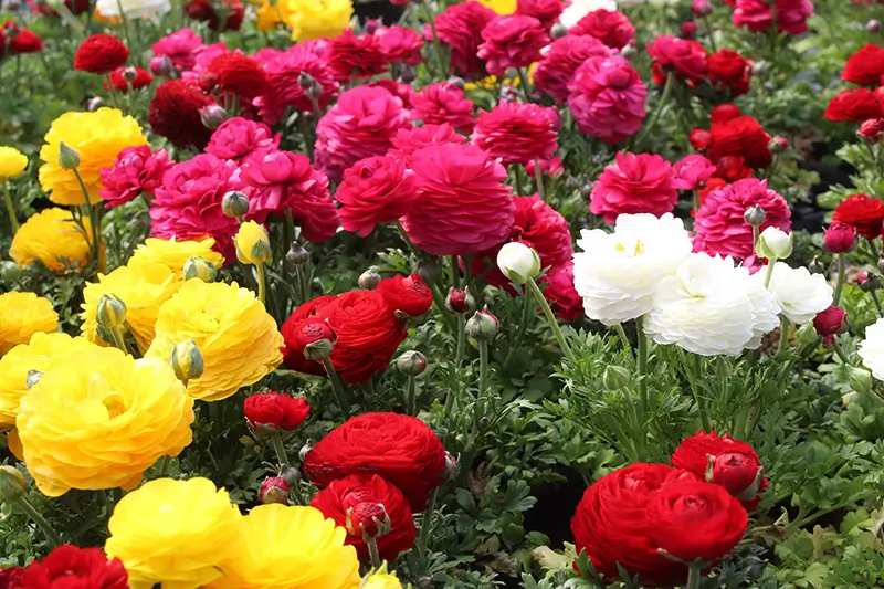 Boux’Fleurs : l’horticulteur dans les Vosges qui propose des plantes sans traitement phytosanitaire